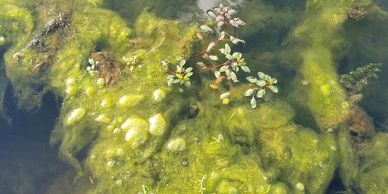 nuisance aquatic vegetation can be dangerous not to mention make it hard to fish and ugly to look at or decrease property values. ARC can takere of it for you. 
