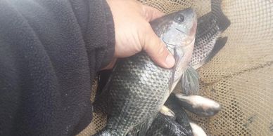 Tilapia make good bass forage. They reproduce often and will not overpopulate. Then grow fast and reproduce often. 