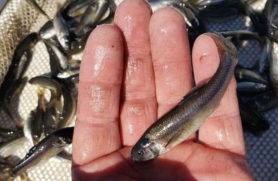 Fathead minnow, a small pond fish for a small pond