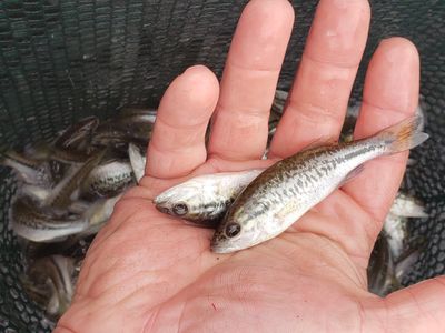 Northern Largemouth Bass