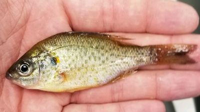Redear sunfish are fun to catch, tasty to eat, and help keep your pond healthy. Sometimes called shell crackers or chinquipin 