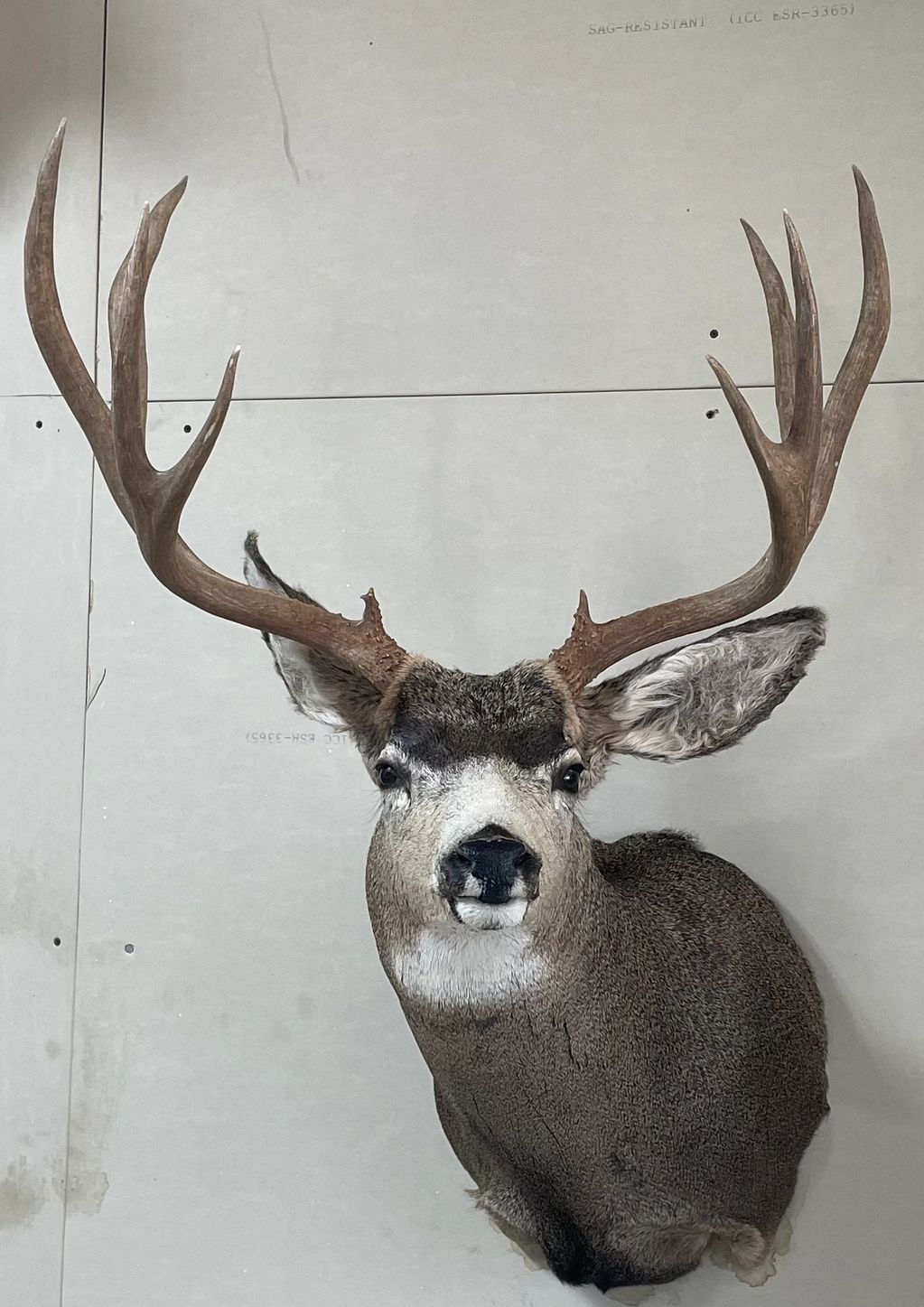 The first thing I consider is tine length. Remember that main beam length is not part of this step. 