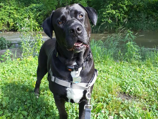 London, a cute boxador rescue, stands near a stream in a park.