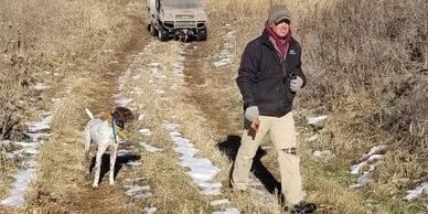 Once the crops are harvested, Wild Bob White Quail  are found in the fields around QCKennels.