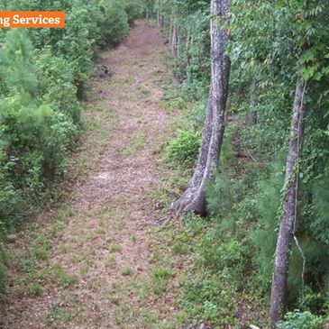Clear hunting lane cut through dense forest for easy access.