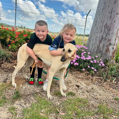 Two happy children hugging a slender dog outdoors under a blue sky.