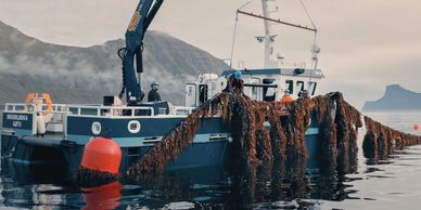 Ocean Rainforest boat harvesting seaweed