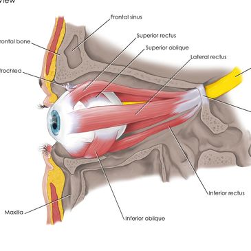 Gross Human Anatomy Study of the Left Eye - Completed in Adobe Photoshop / Illustrator