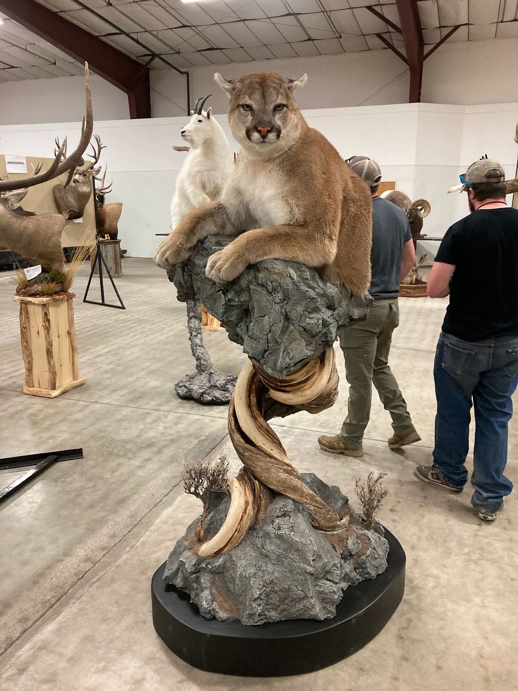 Mountain lion by Doug Barnes  - Artisan Award winner at the 2021 Colorado Taxidermy Show