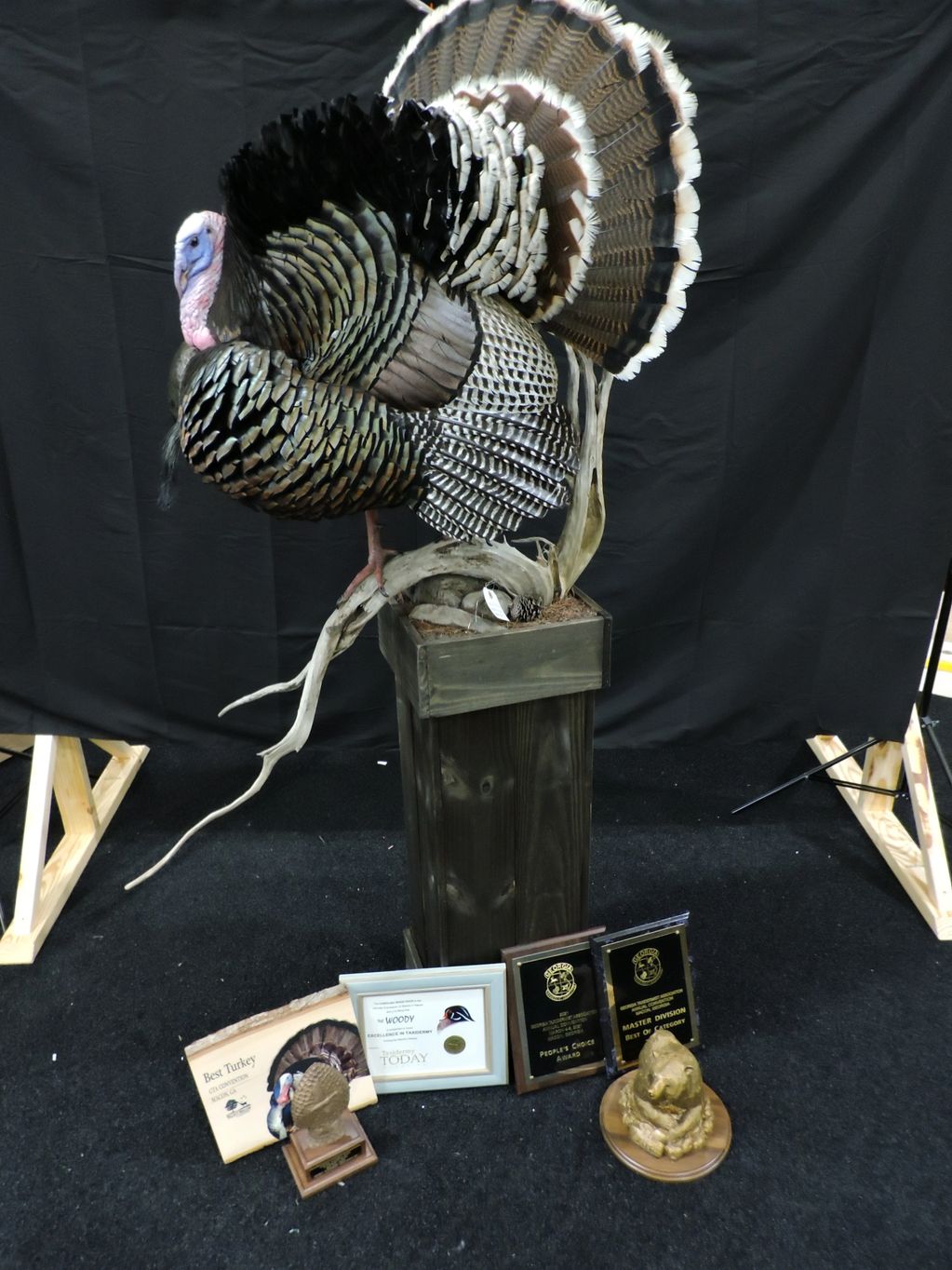 Artisan Award presented to Mike Mizelle for the turkey at 2021 Georgia Taxidermy Association Show