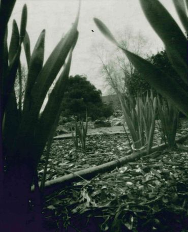 pinhole 4"x5"