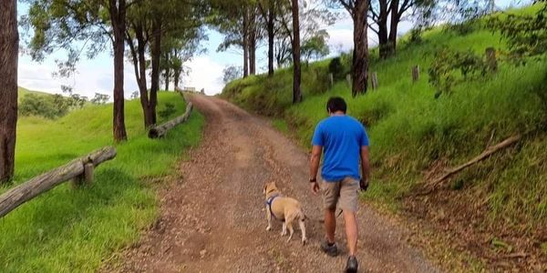 Man walking dog along track - Hidden Haven Barrington Tops