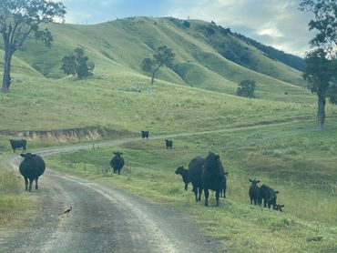 Entering the property of Hidden Haven Barrington Tops - Cows on the farmland and road