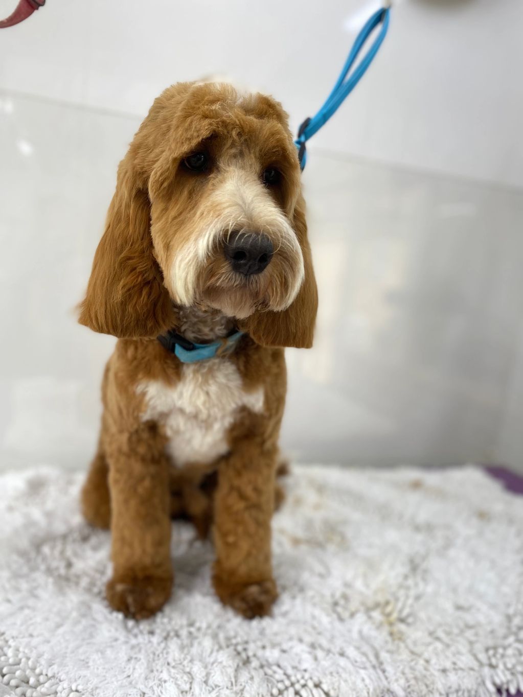 Brown and white dog with a blue collar sitting on a textured white surface.