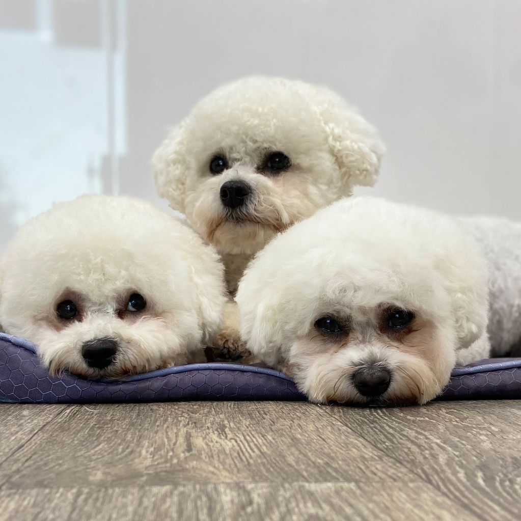 Three fluffy white dogs resting on a mat indoors.