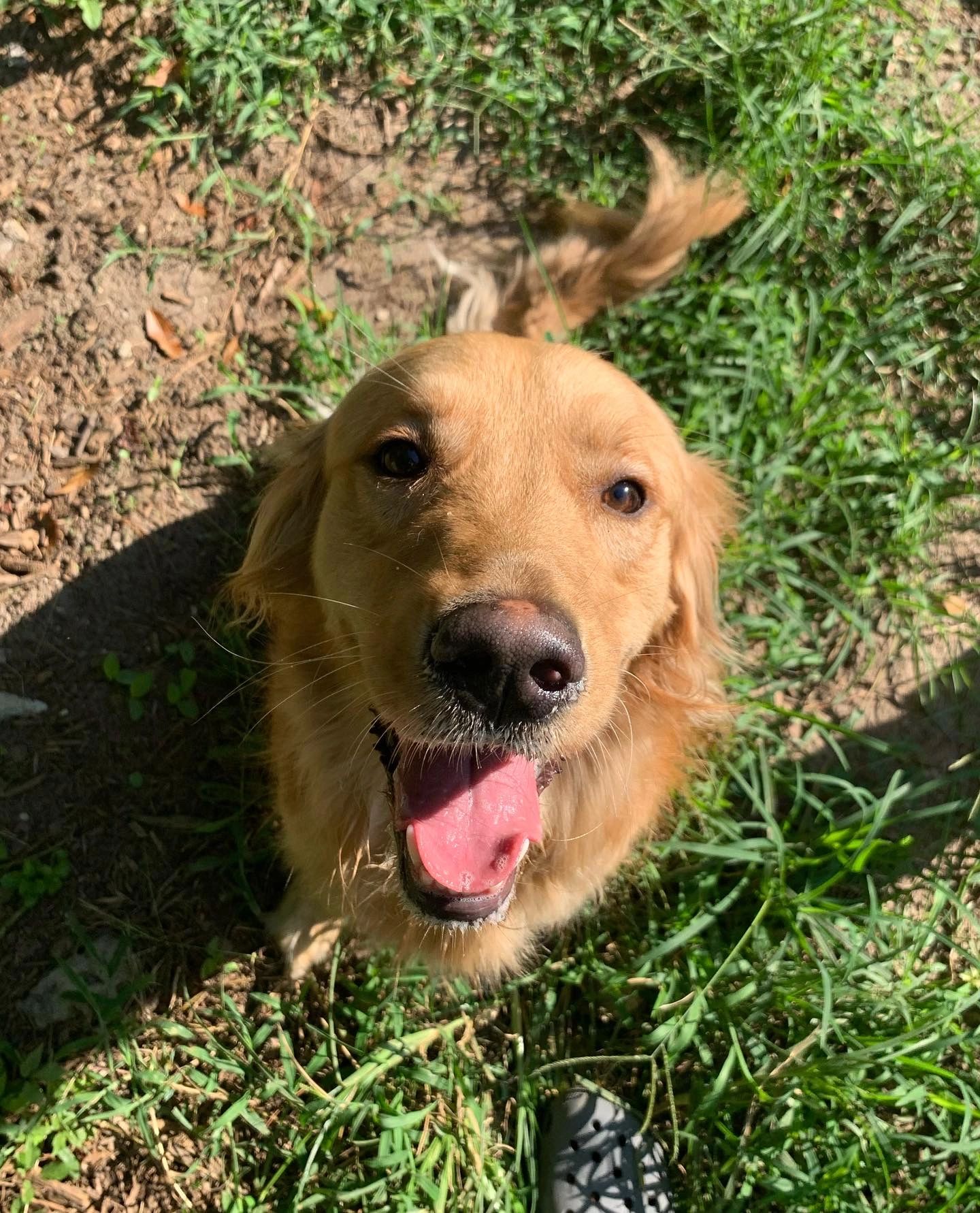 Dog Boarding in Tallahassee Boarding Buddy Tally