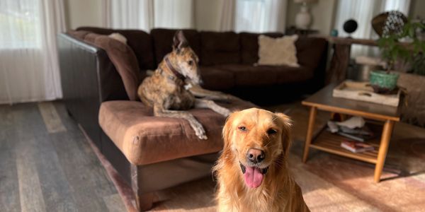 Two dogs in a cozy living room, one sitting on the floor and the other on a brown couch.