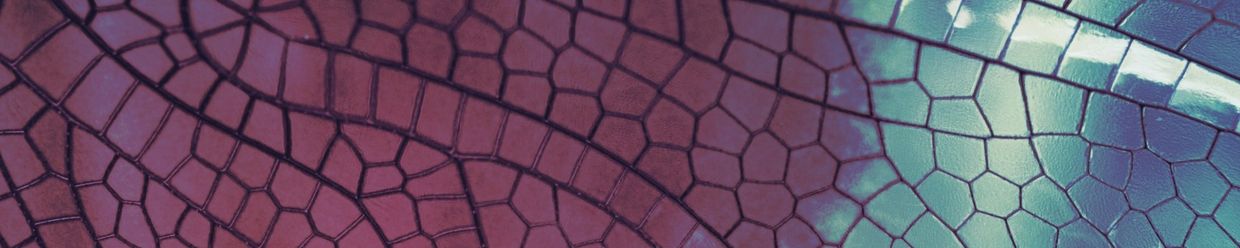Close-up of a colorful dragonfly wing.