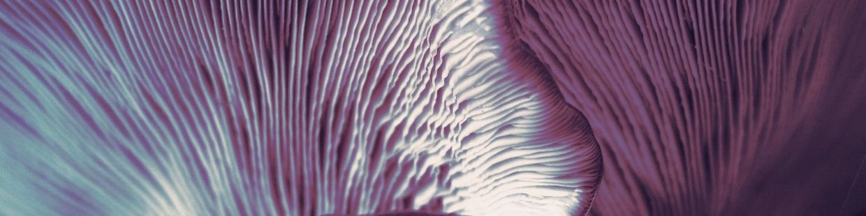 Close-up of purple and white mushroom gills.