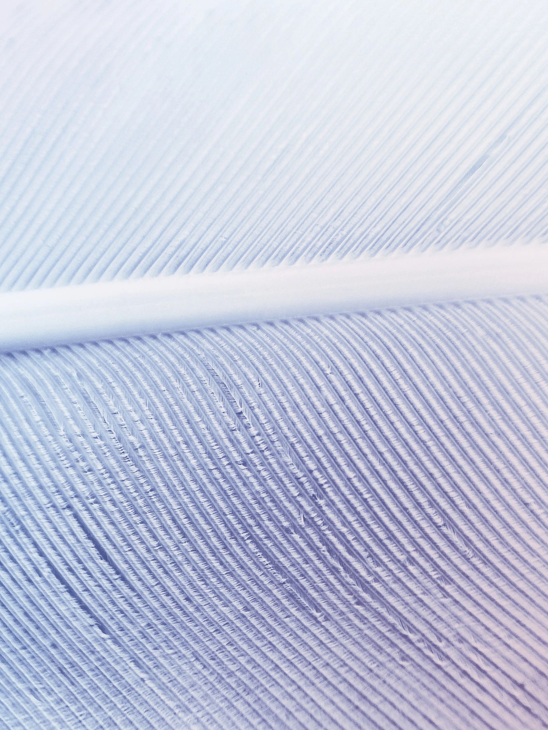 White feather on soft blue with a hint of coral