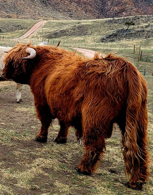 Buy Scottish Highland Cattle