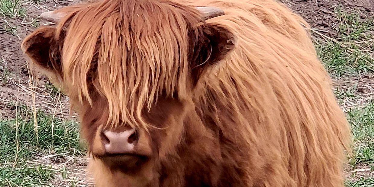 Raising Highland Cattle for Beef - Countryside