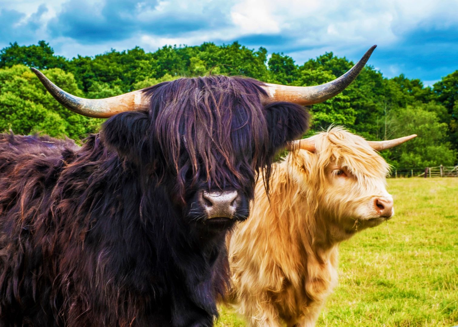 Visit Scottish Highland Cattle - American Highlands Ranch Ltd.