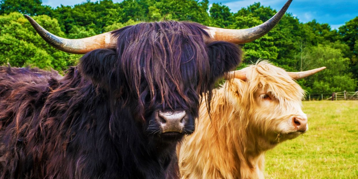 Highland Cows - Scotland's true national animal.