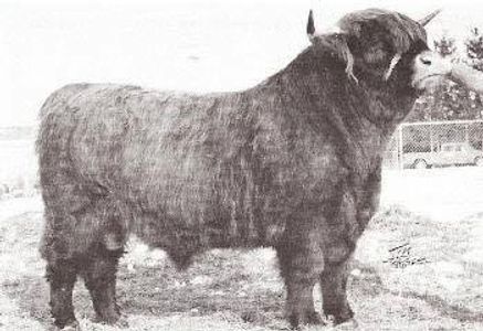 Highland Cattle Semen Straws - American Highlands Ranch Ltd.