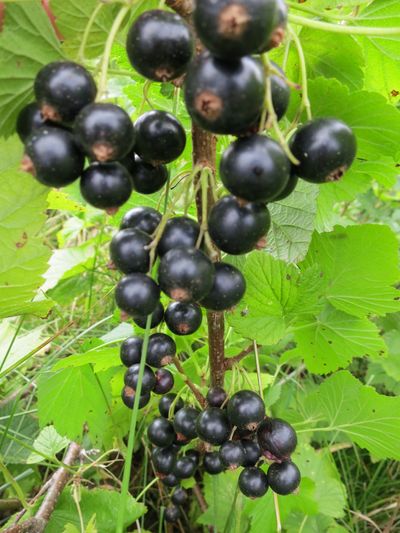 Black Currants