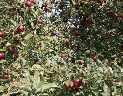 By Chance Apple. A sweet, crunchy, and juicy apples that is a chance seedling on our farm.