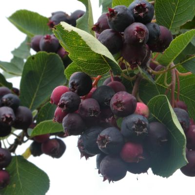 Saskatoons