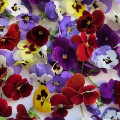 Viola