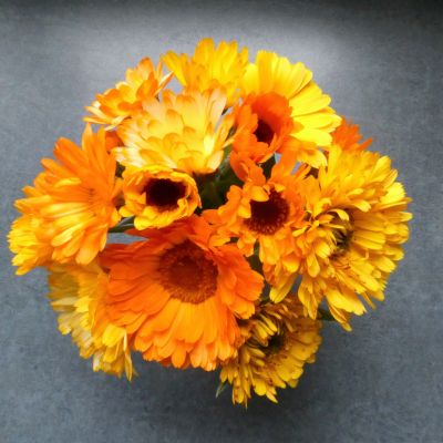 Calendula