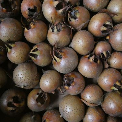 Medlars