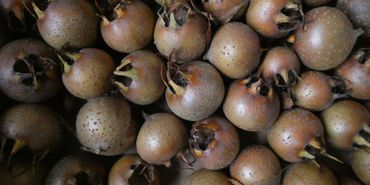 Medlars