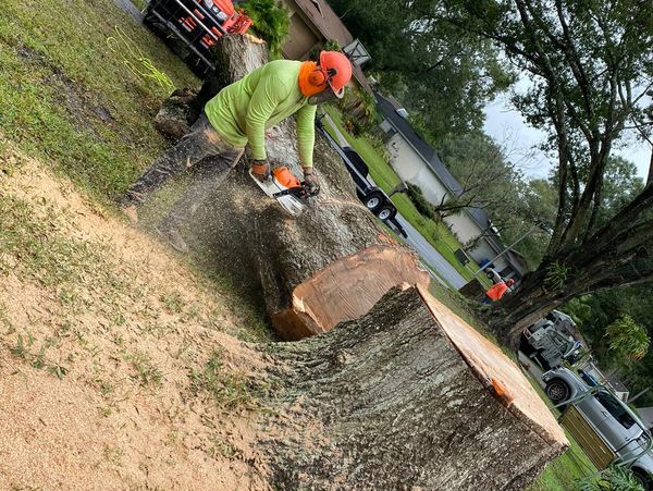 Trusted tree service in Temple Terrace, FL, by H&M Tree Service, offering safe and efficient tree.