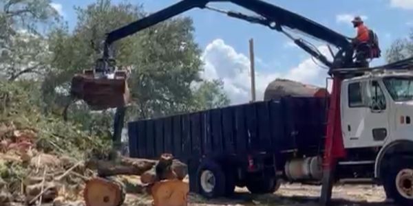 H&M Tree Service offering safe and efficient tree services in Carrollwood, FL, for home and business