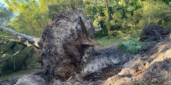 H&M Tree Service land clearing in Wesley Chapel, FL, creating clean areas for construction projects.