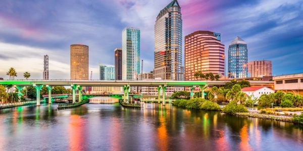Trusted tree services in Tampa, FL, by H&M Tree Service, specializing in tree removal and trimming.