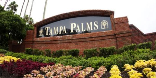 Expert tree care by H&M Tree Service in Tampa Palms, FL, professional trimming and removal services.