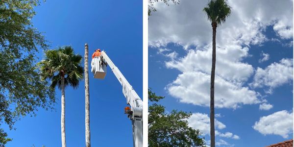 H&M Tree Service providing trusted tree services in Tampa Palms, FL, ensuring safe and efficient.