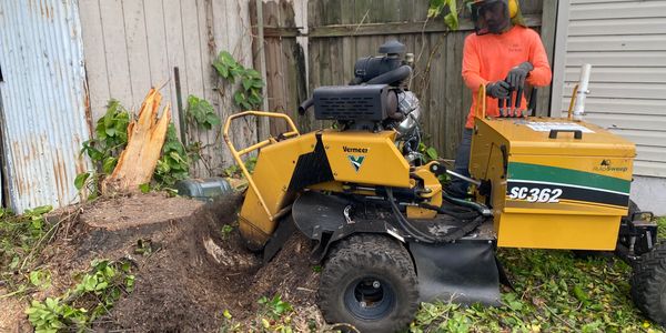 H&M Tree Service providing reliable tree care in Northdale, FL, specializing in safe tree removal.