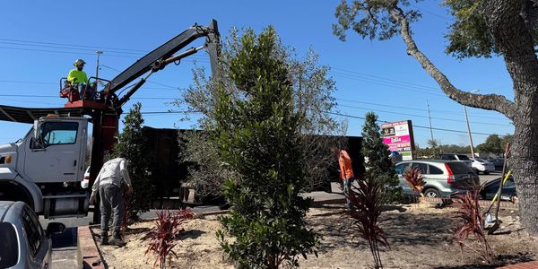 Professional tree planting by the H&M Tree Service crew in Tampa, FL.