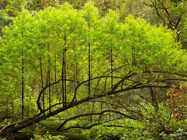 An old  tree in a forest