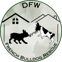 DFW French Bulldog Rescue