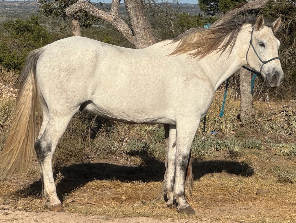 Yuntero Mex (Tango) - 2015 AMCCRA Gelding