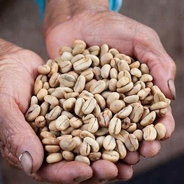 Hand Picked Coffee Beans!