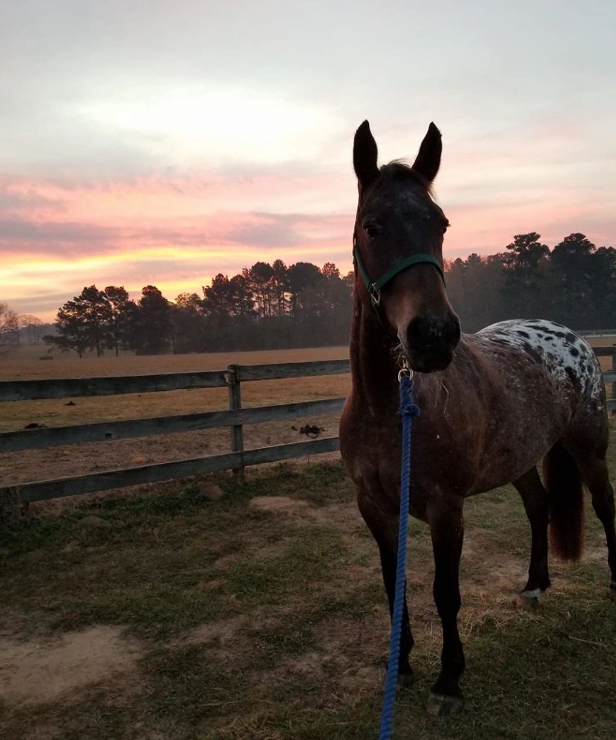 FDAS Zoe at sunset (2017)