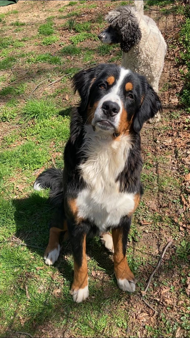 are bernese mountain dogs cuddly